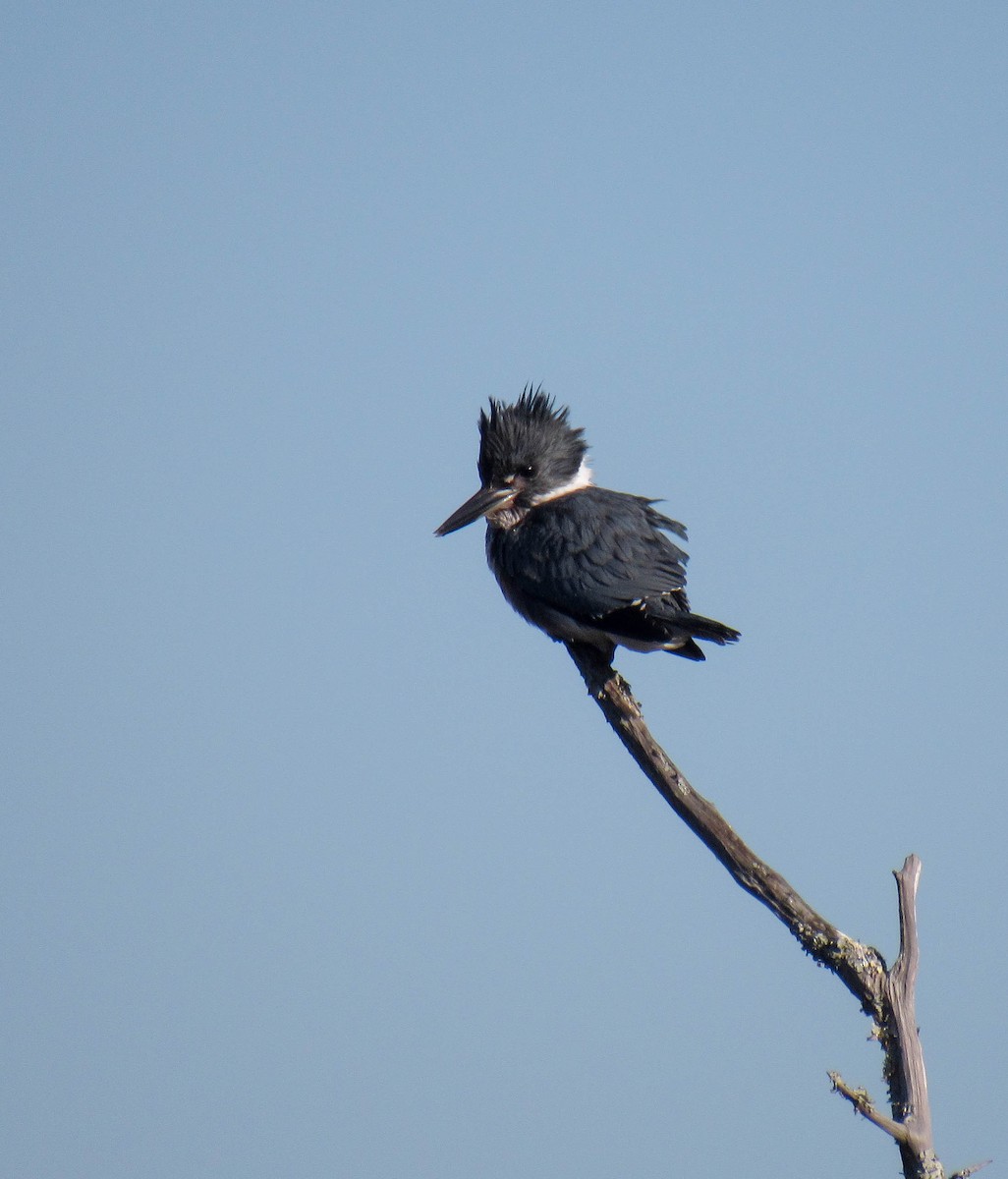 belteisfugl - ML131249431