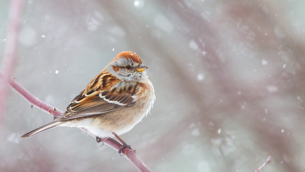 American Tree Sparrow - ML131250251