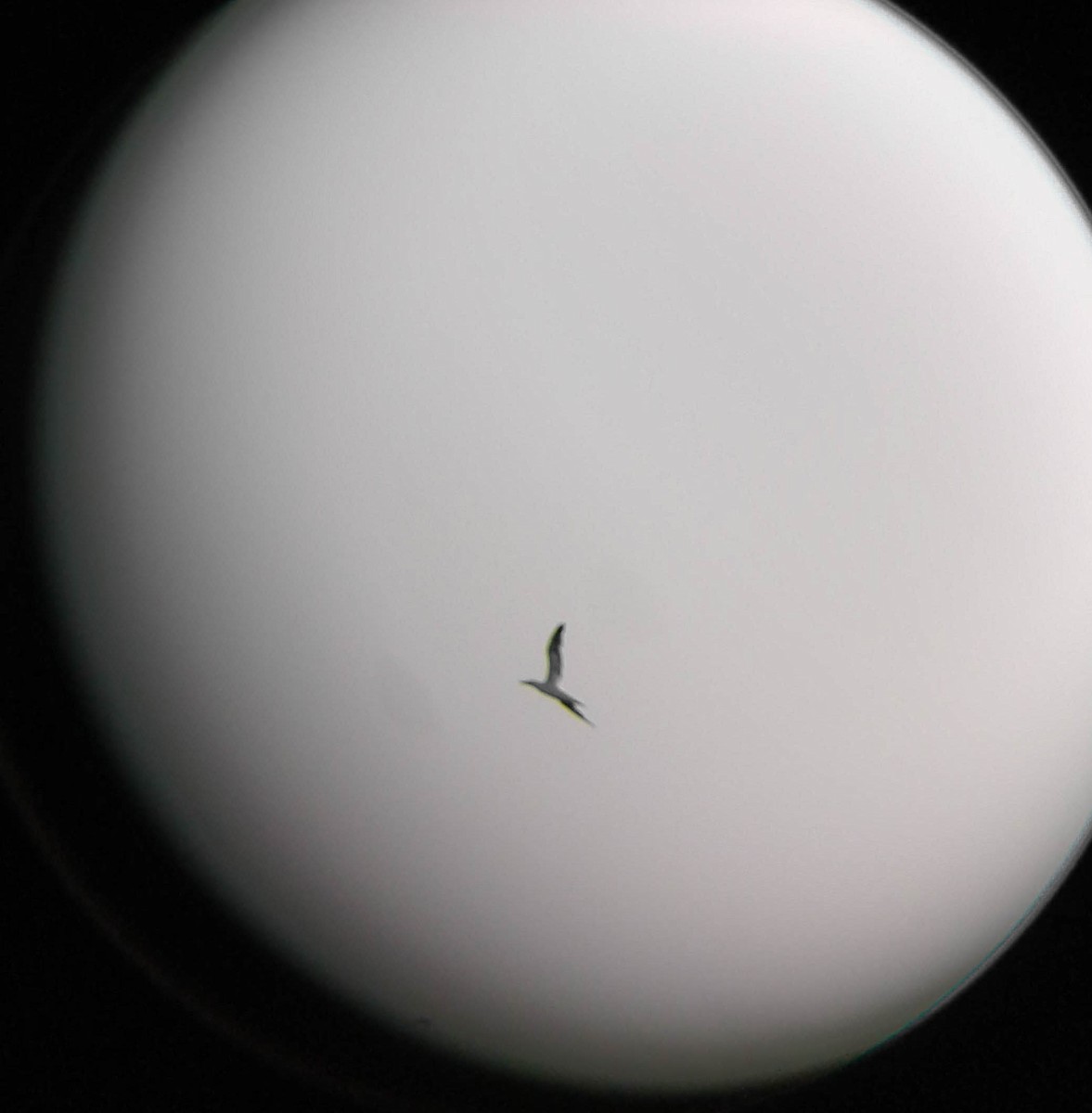Northern Gannet - ML131251261
