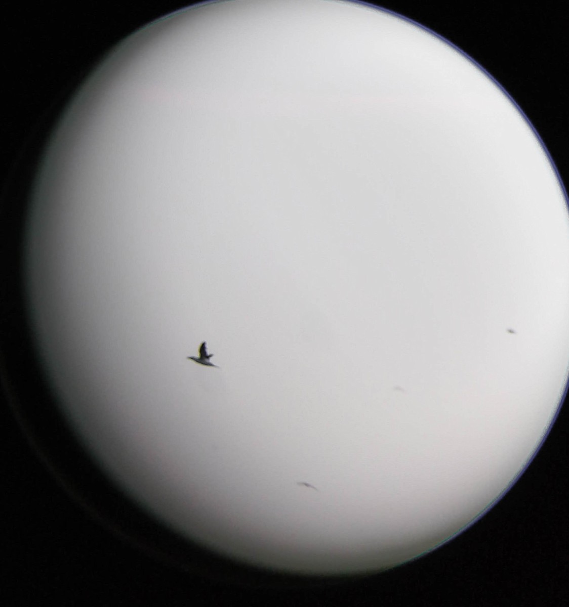 Northern Gannet - ML131251271