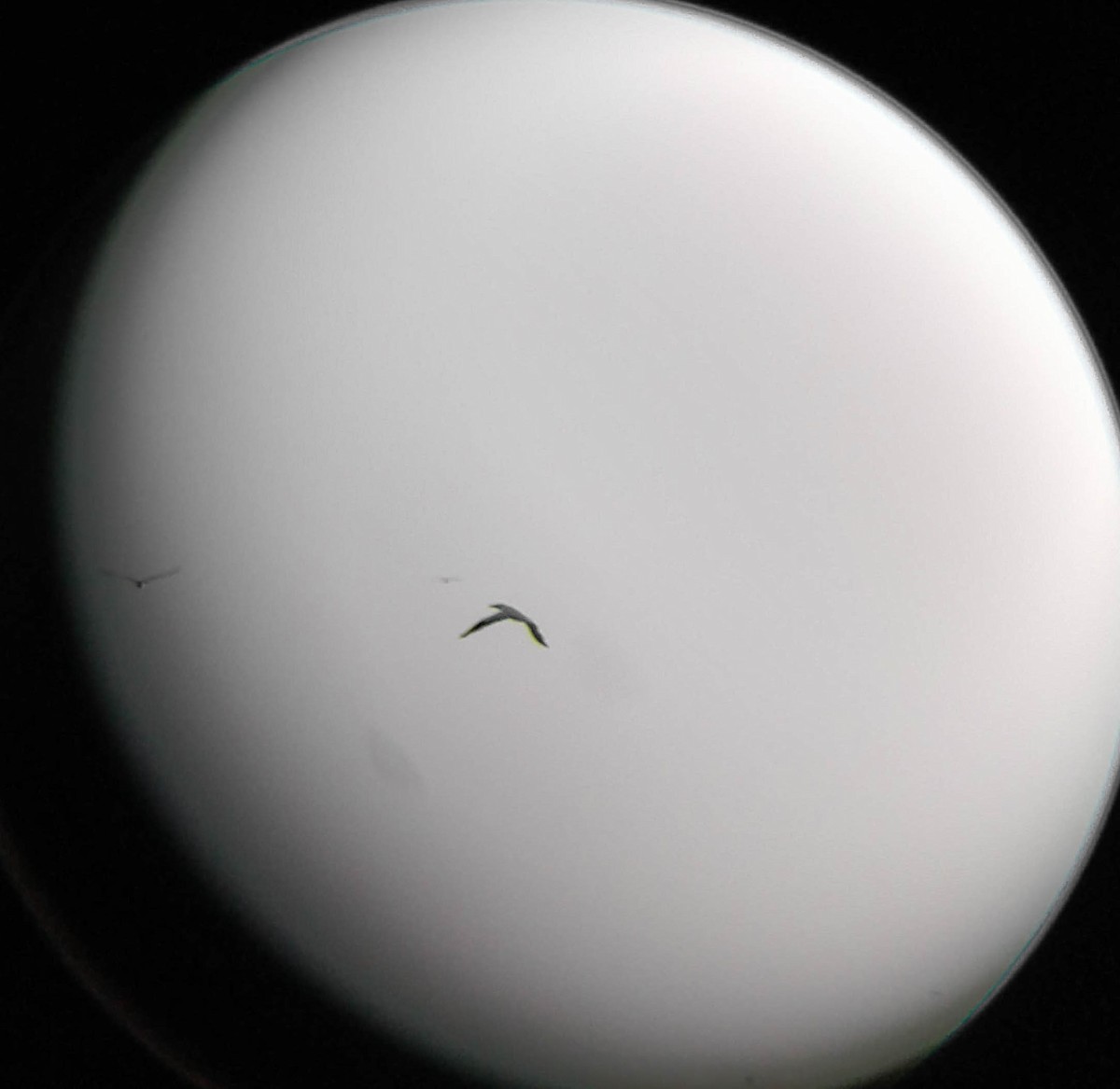 Northern Gannet - ML131251281