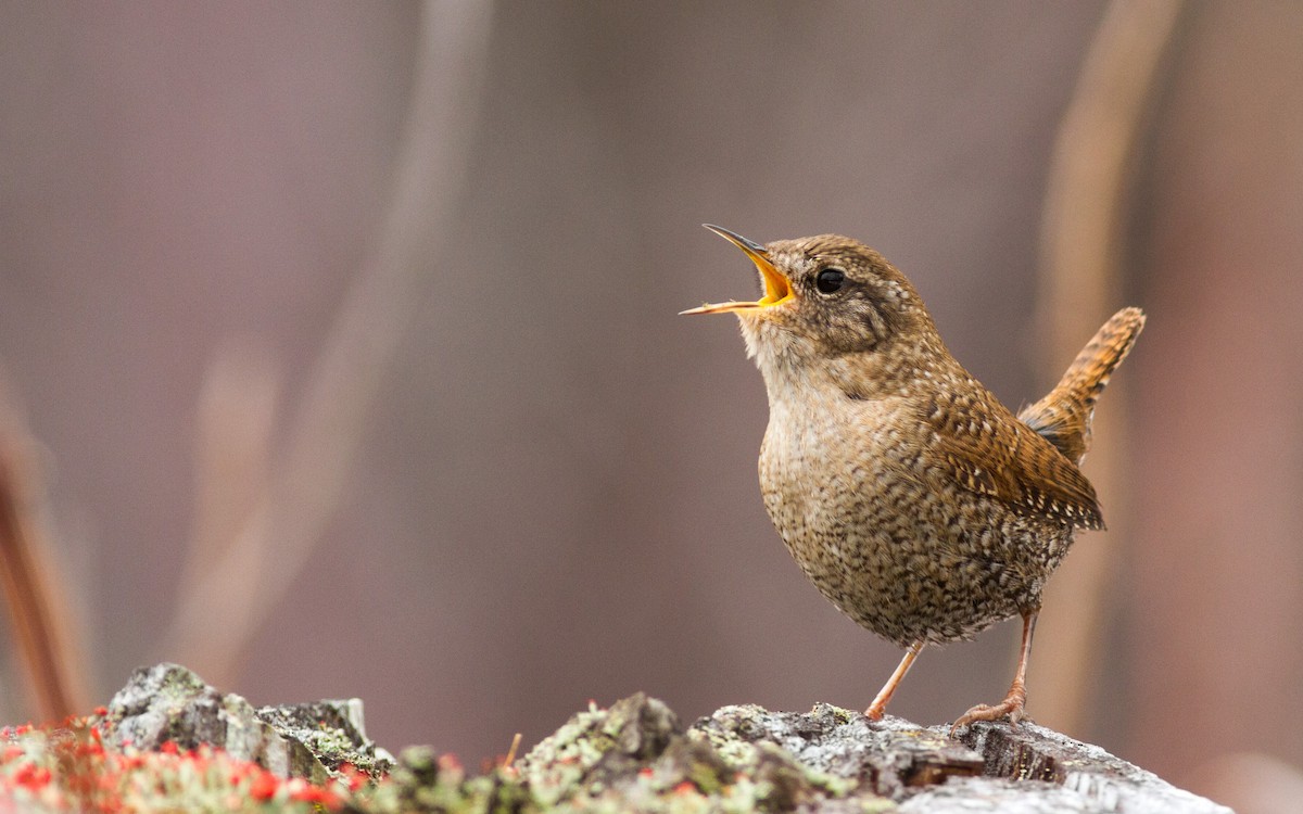 Winter Wren - ML131251591