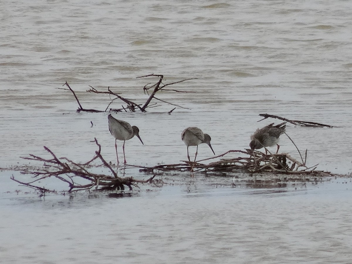 Common/Spotted Redshank - ML131253441