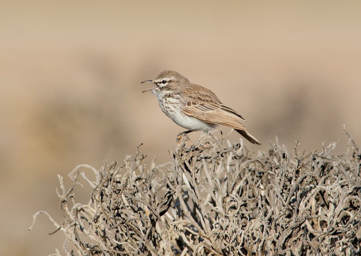 Dune Lark - ML131253931