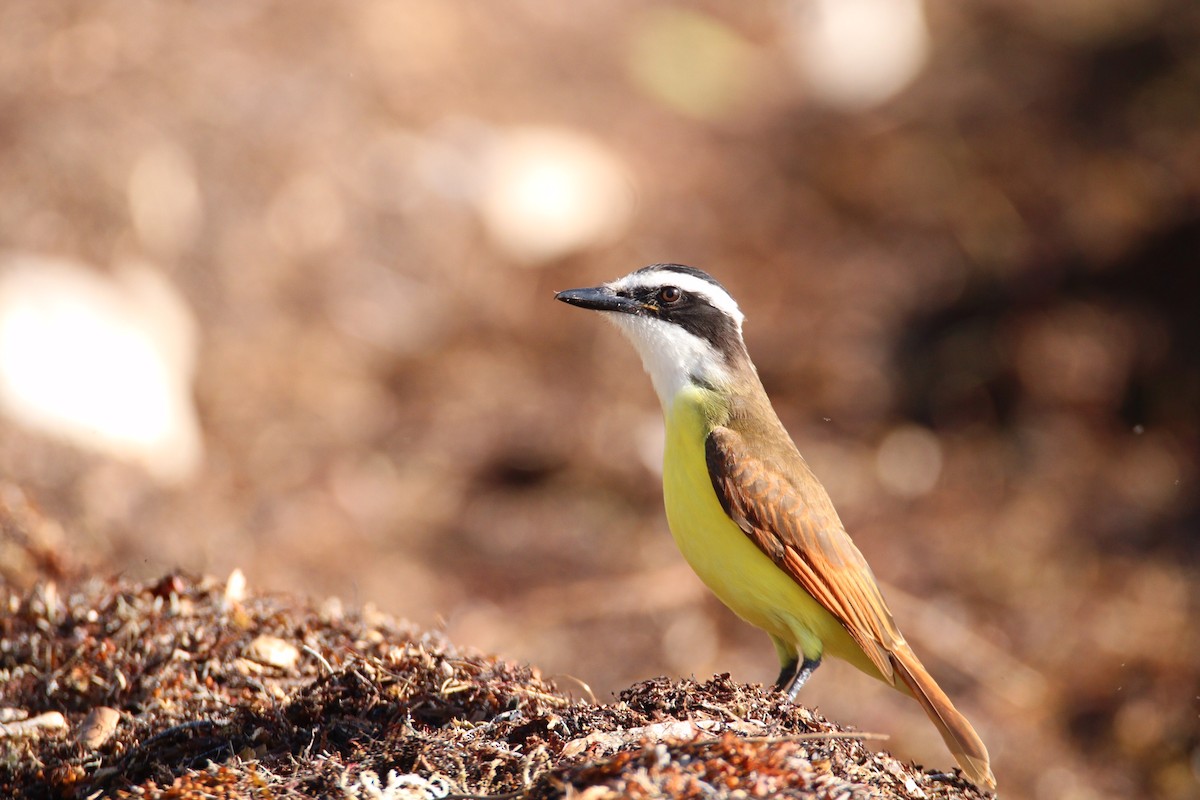 Great Kiskadee - ML131254751