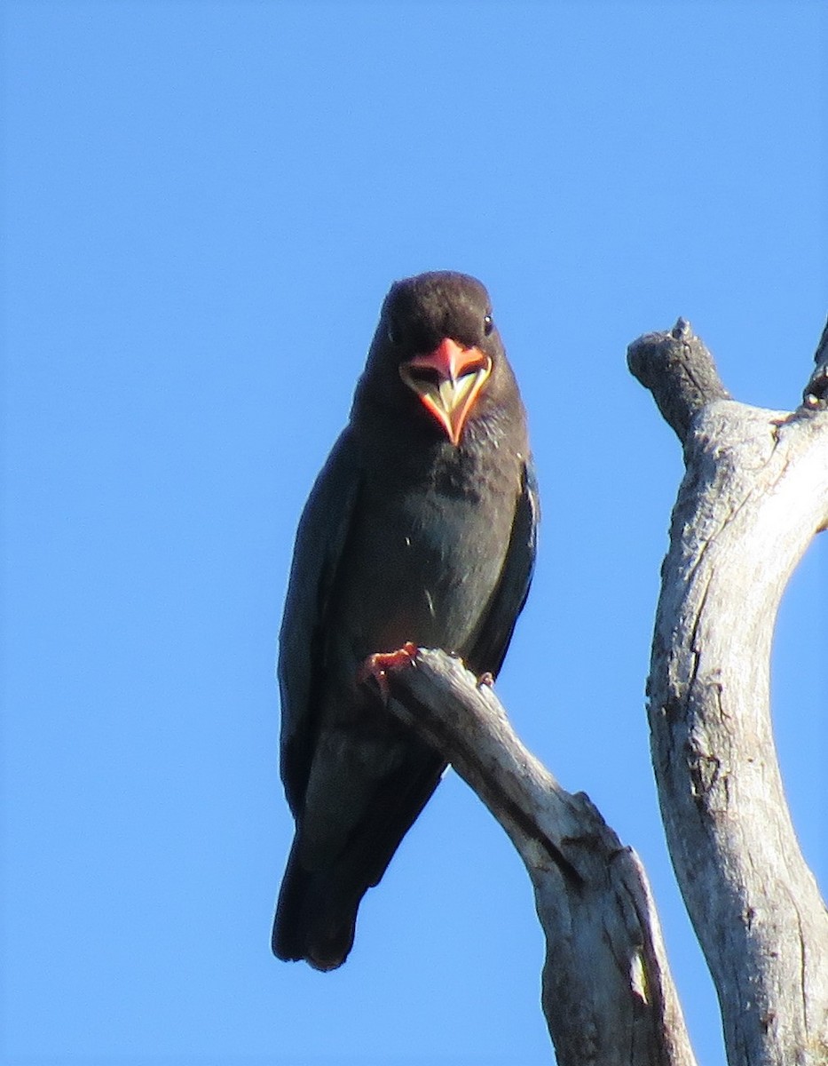 Dollarbird - Kumiko Callaway