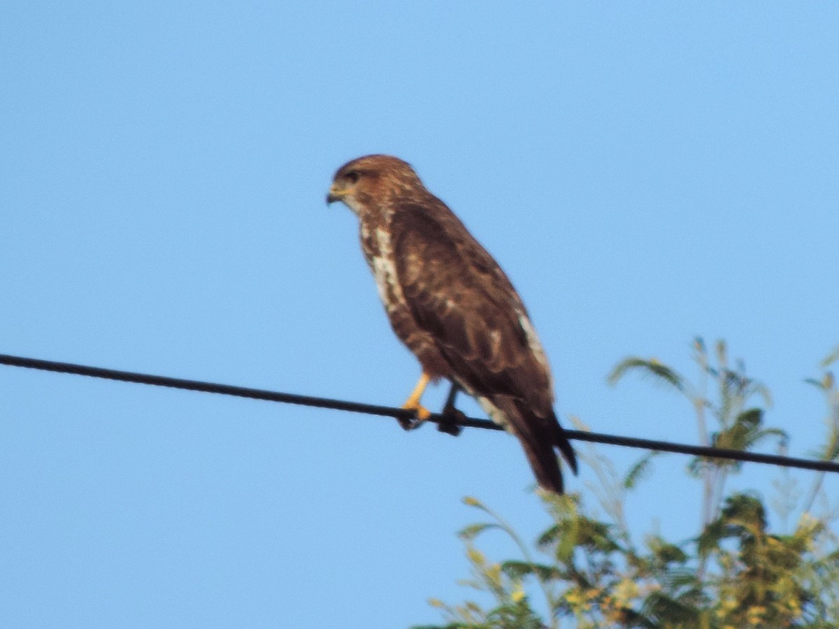 Common Buzzard (Steppe) - ML131258161