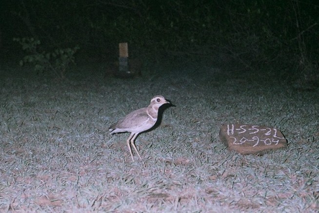 Jerdon's Courser - ML131258171