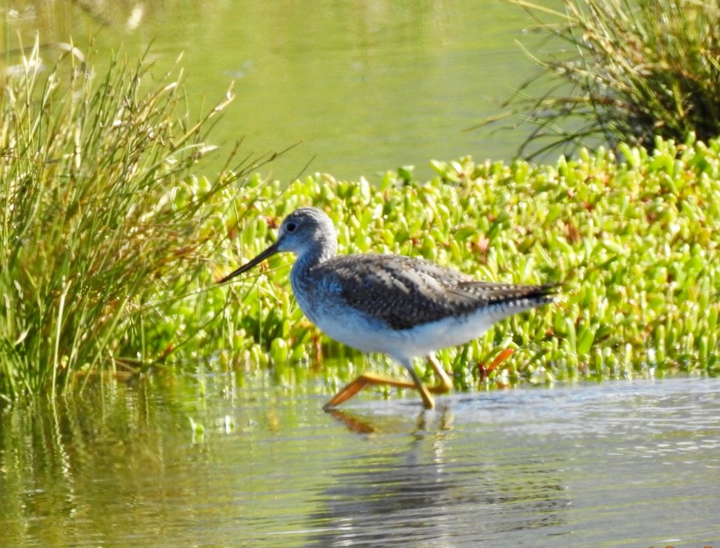 Greater Yellowlegs - ML131259761