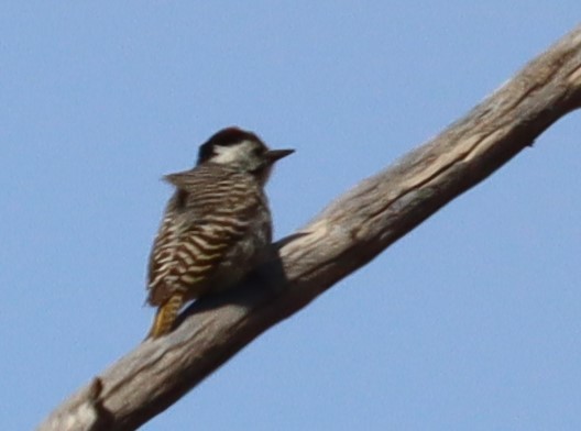 Cardinal Woodpecker - ML131259911