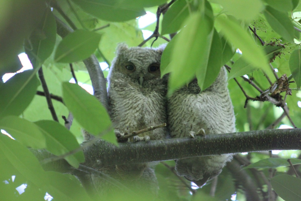 Eastern Screech-Owl - ML131261021