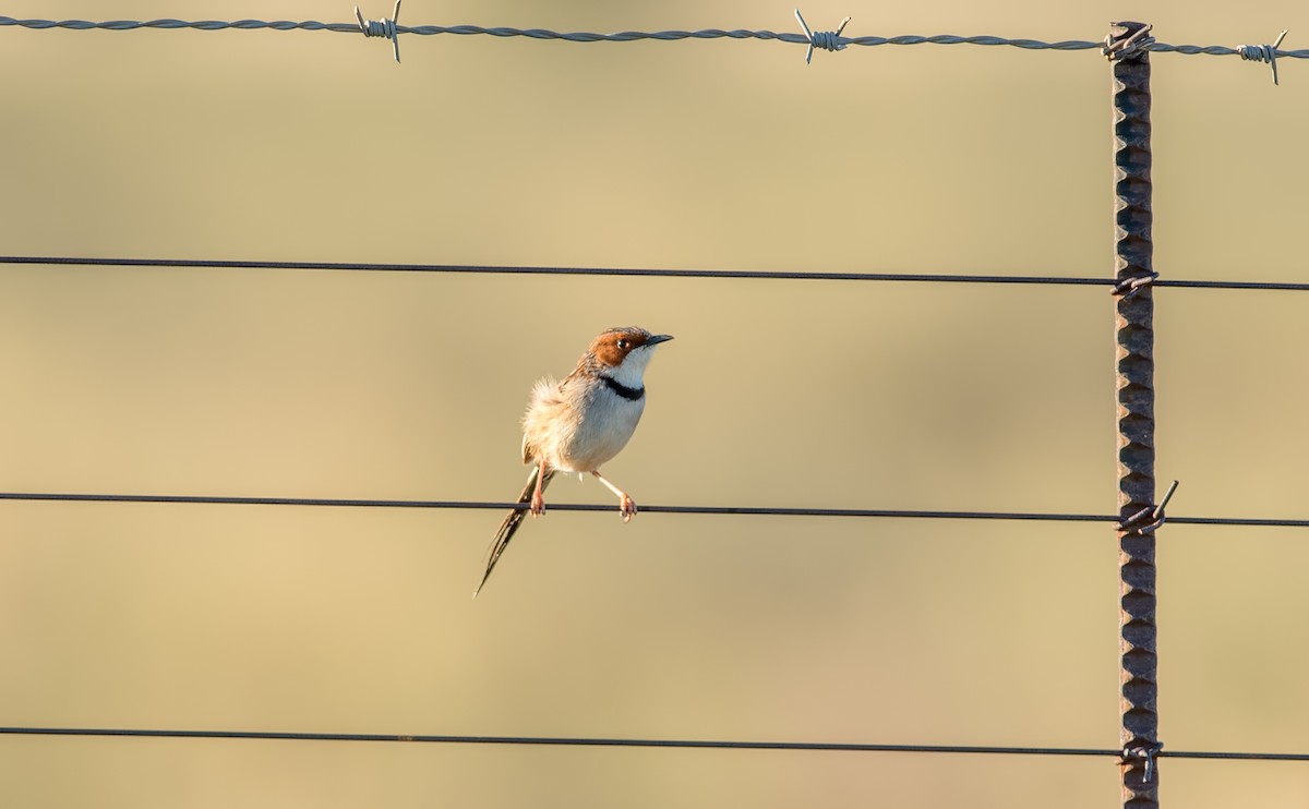 Rufous-eared Warbler - ML131261921