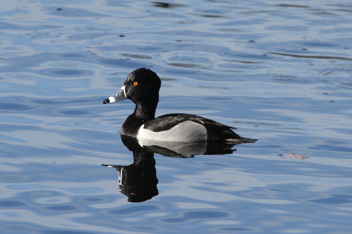 Ring-necked Duck - James (Jim) Holmes