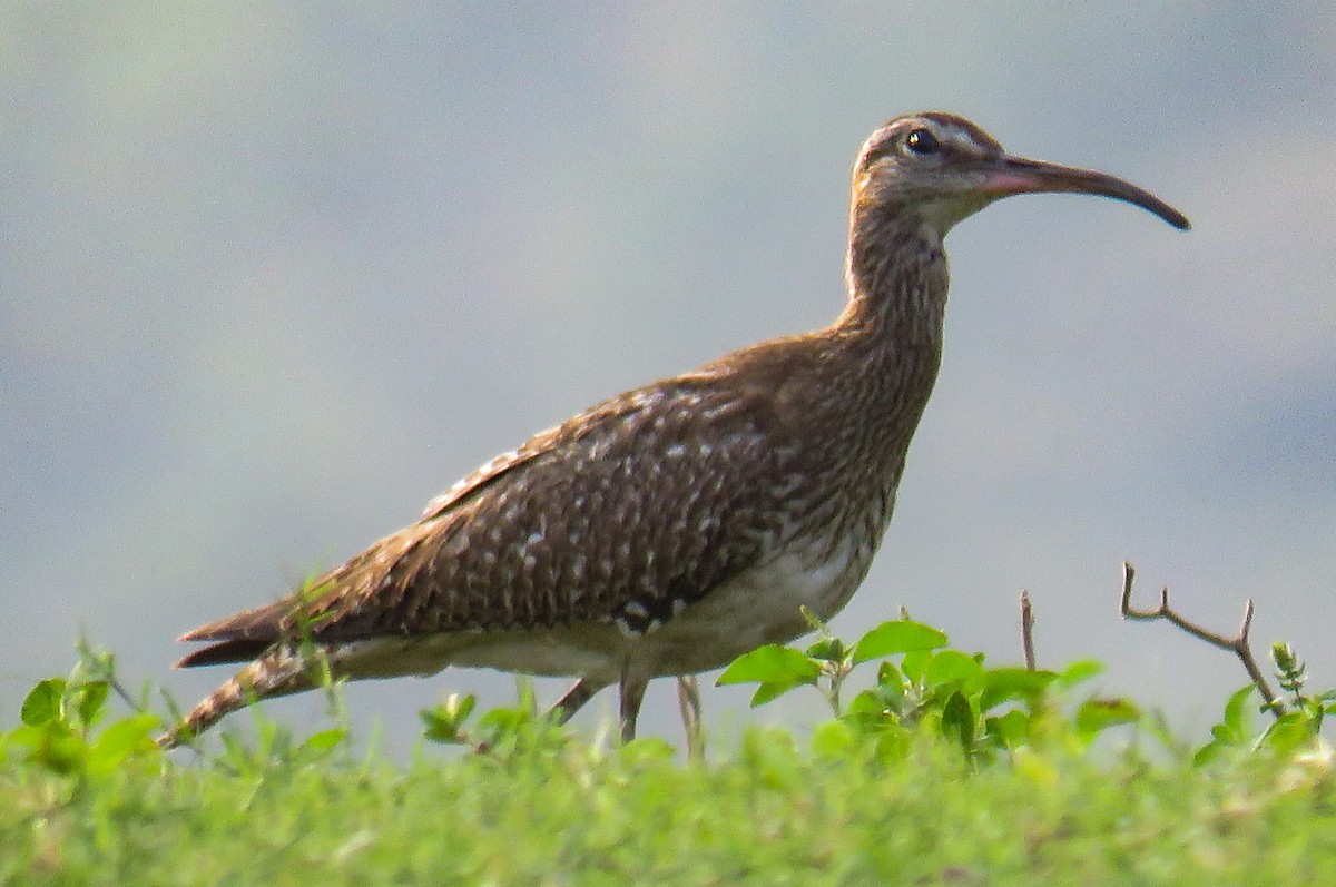 Whimbrel - ML131263751