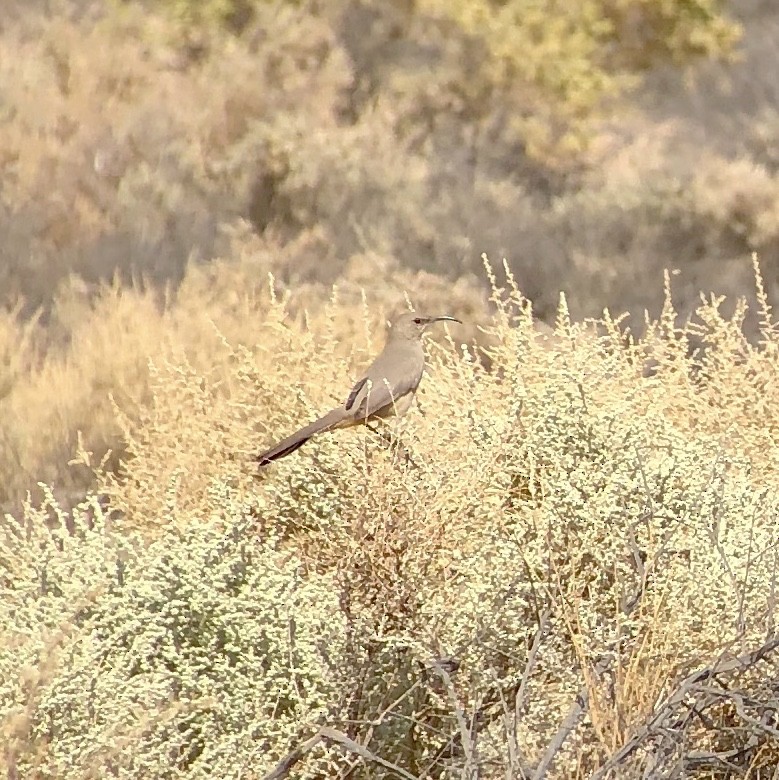 LeConte's Thrasher - ML131264921