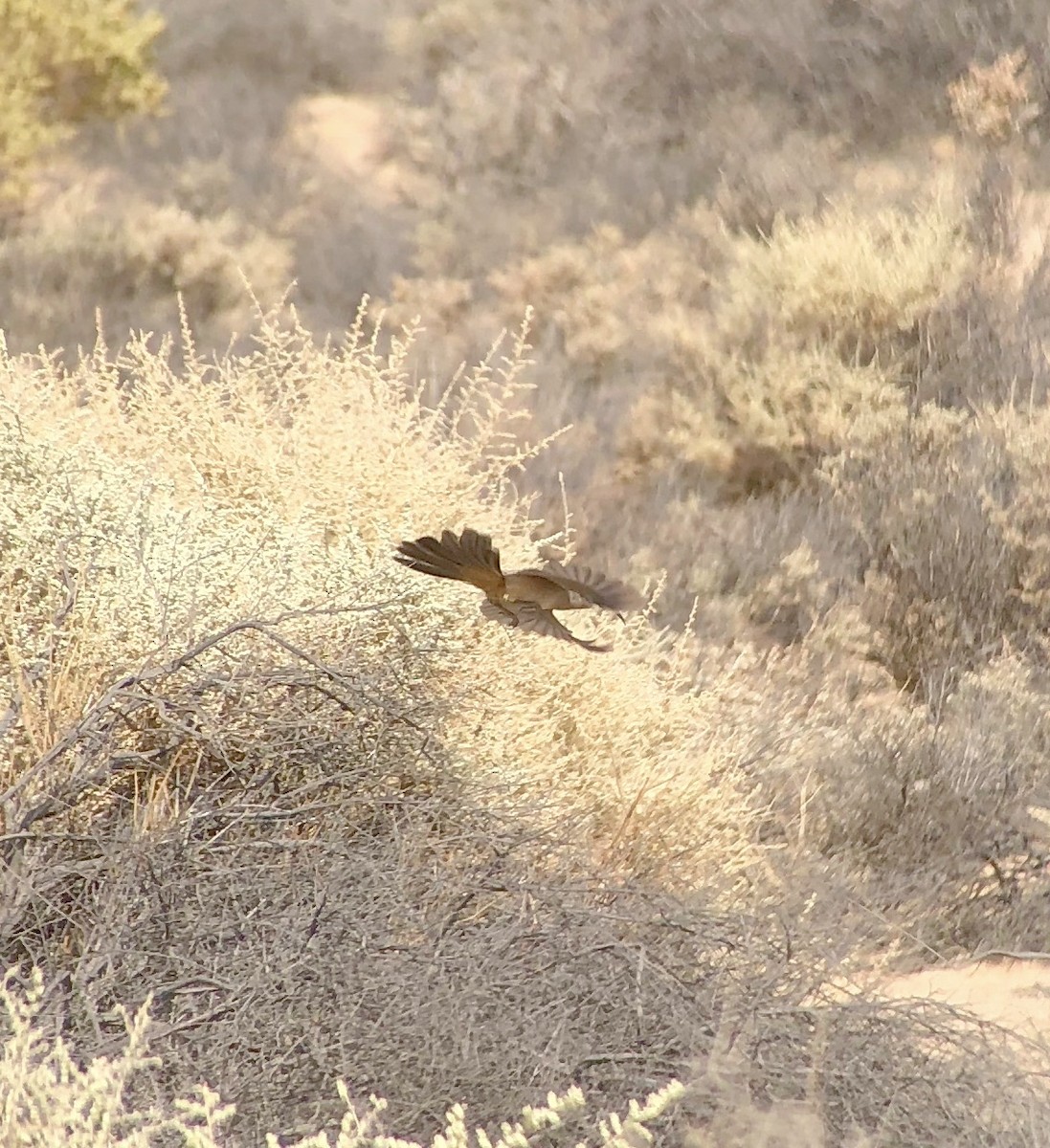 LeConte's Thrasher - ML131264931