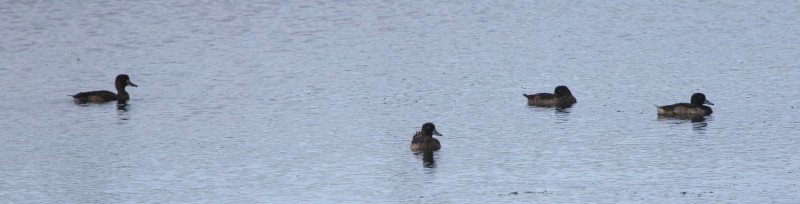 Tufted Duck - ML131265511