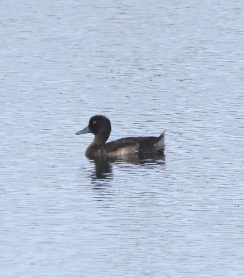 Tufted Duck - ML131265521