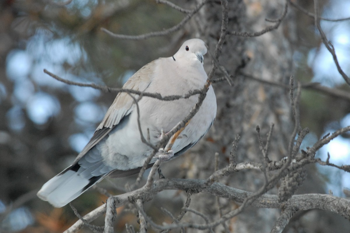 Eurasian Collared-Dove - Cameron Eckert