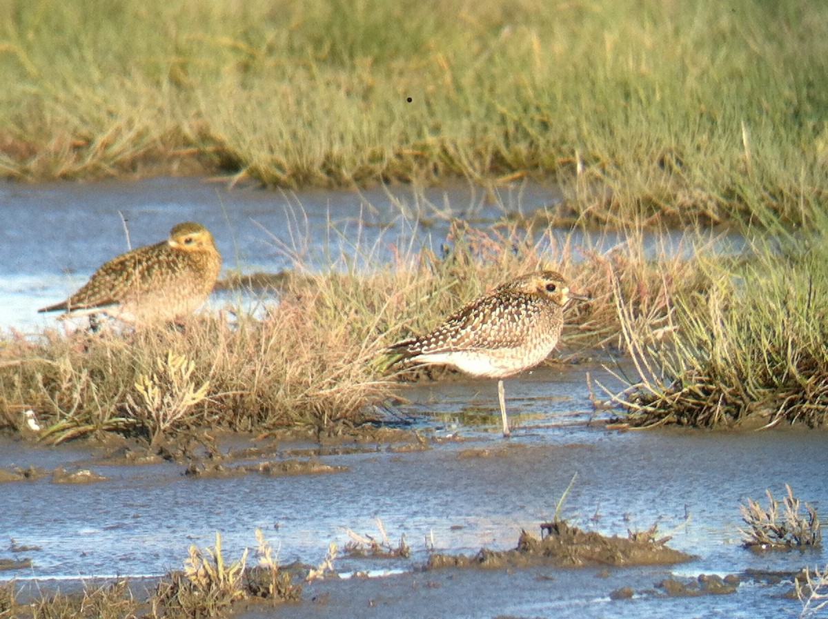 Pacific Golden-Plover - Peter Scully