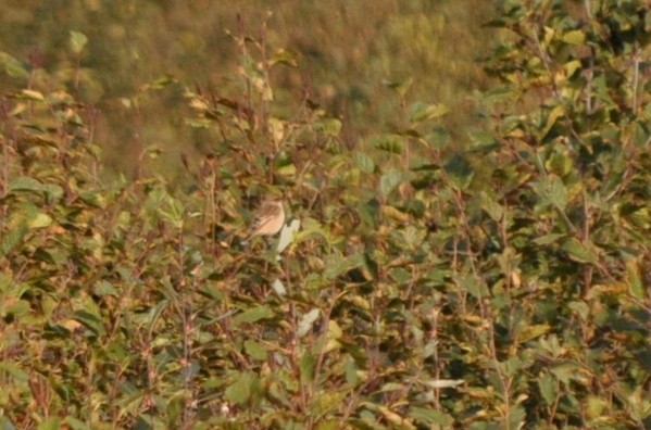 Amur Stonechat - ML131267431