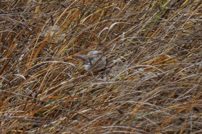 Lazuli Bunting - ML131267801