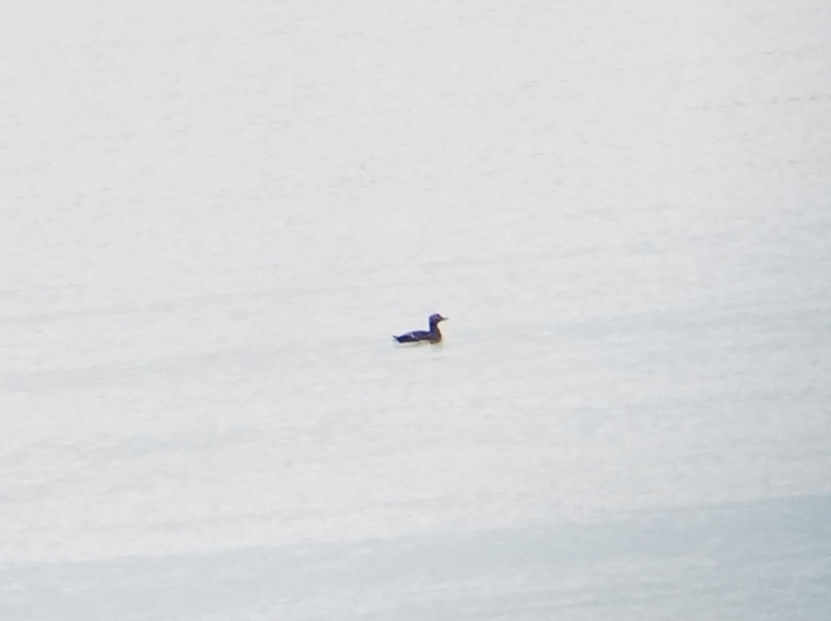 Steller's Eider - Peter Scully