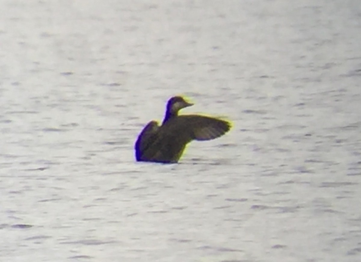 Black Scoter - Peter Scully