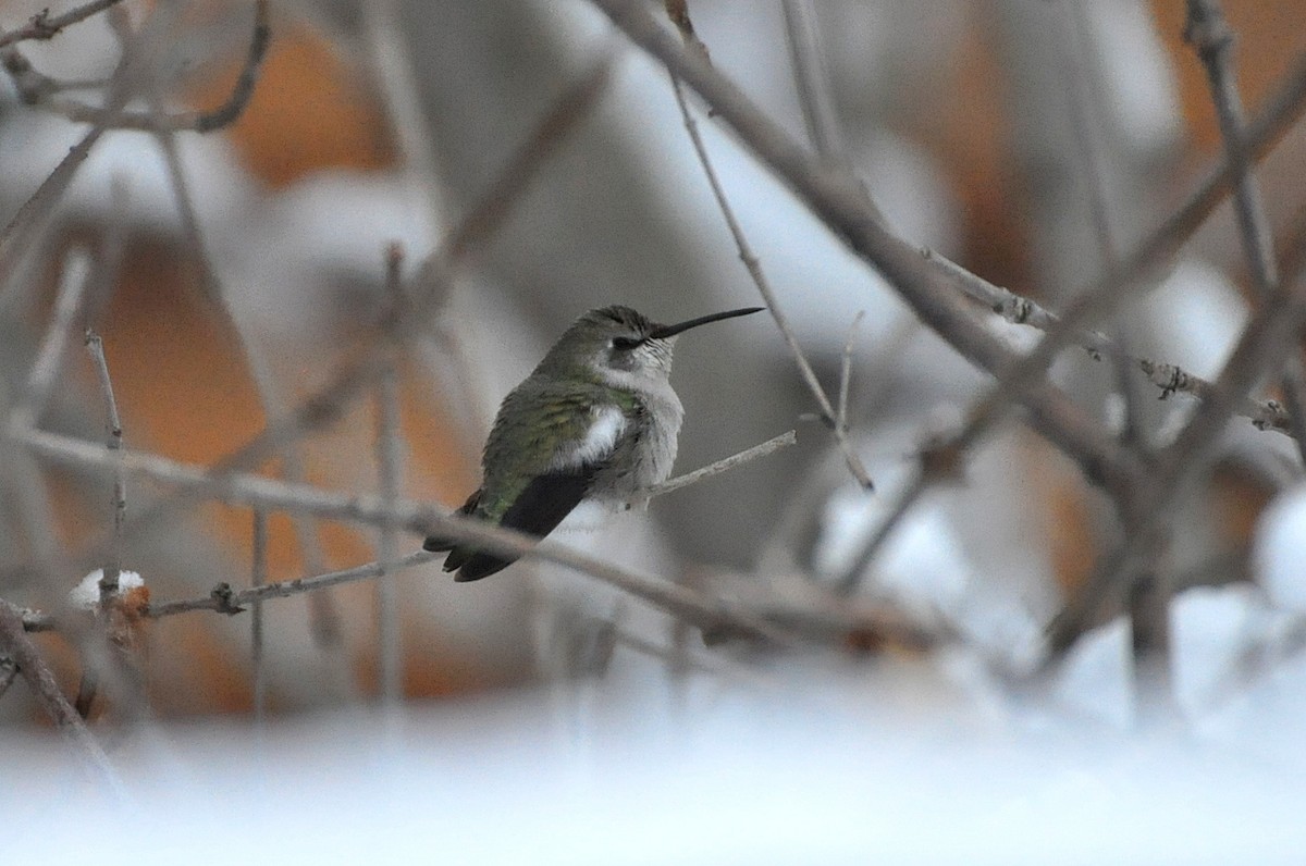 Costa's Hummingbird - ML131271741