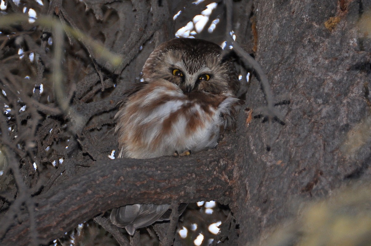 Northern Saw-whet Owl - Peter Scully