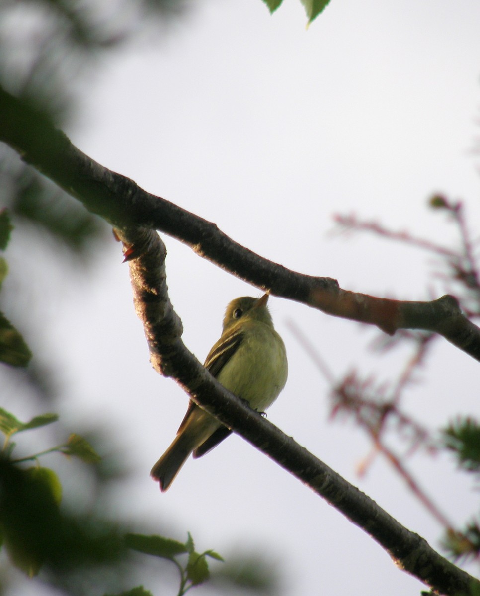 Yellow-bellied Flycatcher - ML131273171