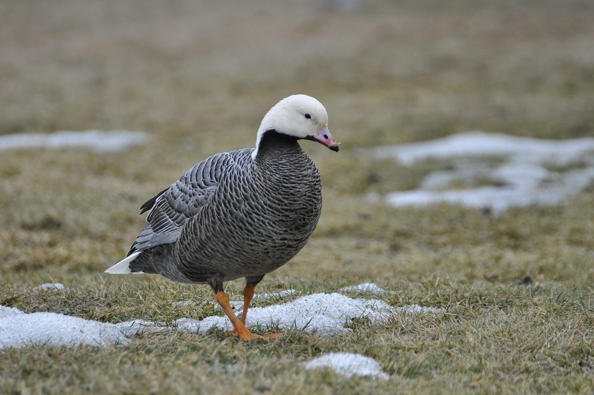 Emperor Goose - Peter Scully