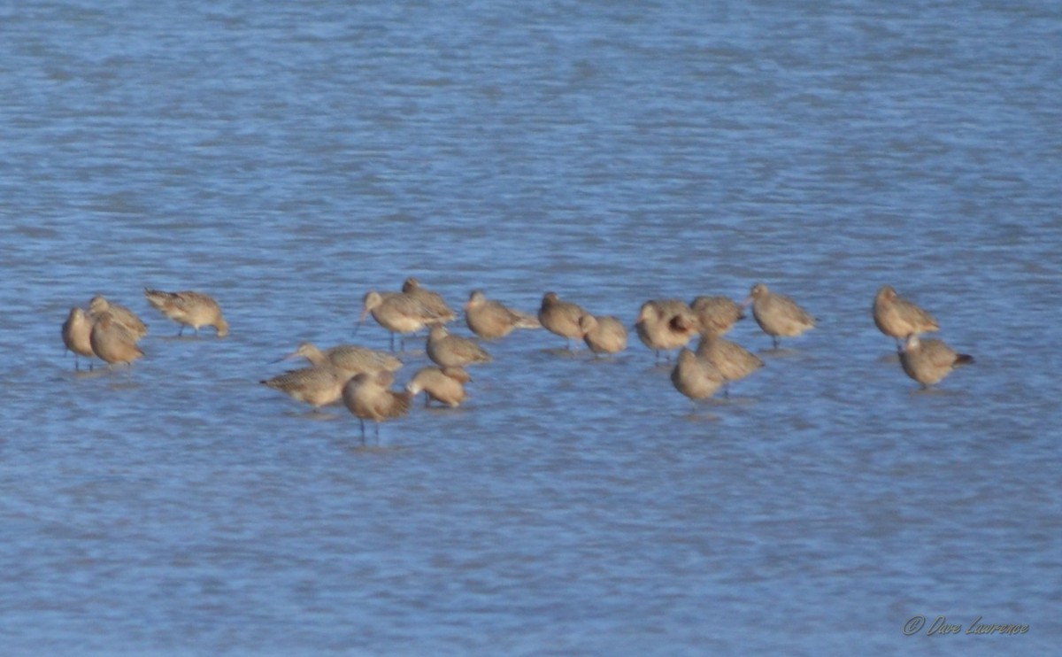 Marbled Godwit - ML131274251