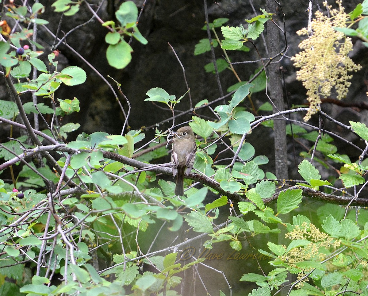 Western Flycatcher (Cordilleran) - ML131274401