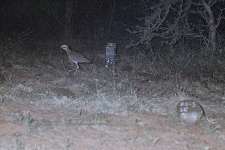 Jerdon's Courser - EaGh Project