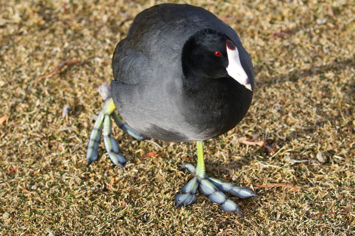 American Coot - Kathleen Keef