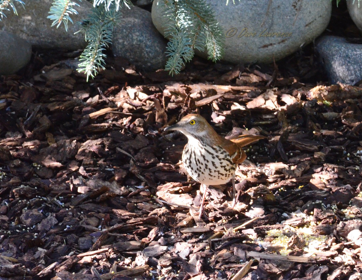 Brown Thrasher - ML131275281