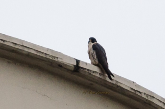 Peregrine Falcon - David Lawrence