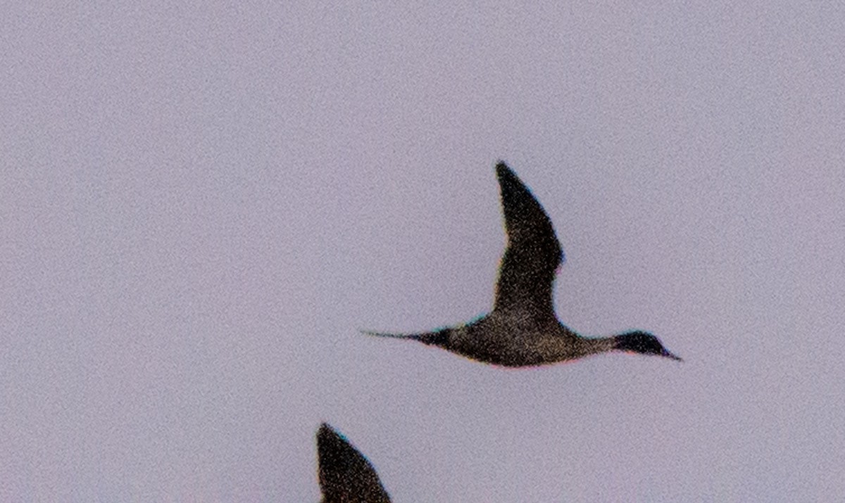 Northern Pintail - ML131277551