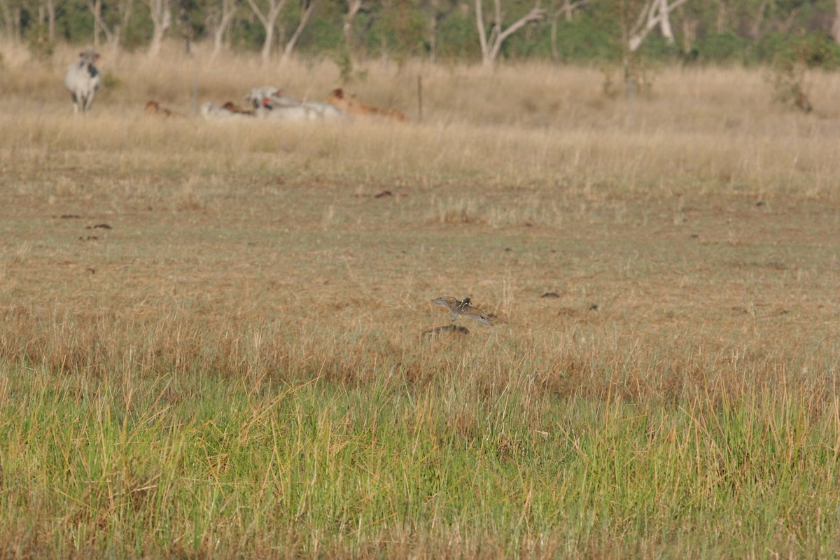 Australian Painted-Snipe - ML131278811