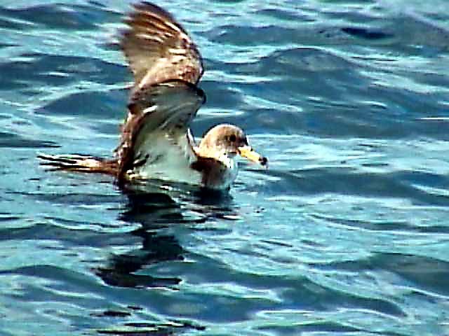 Cory's Shearwater - ML131280691