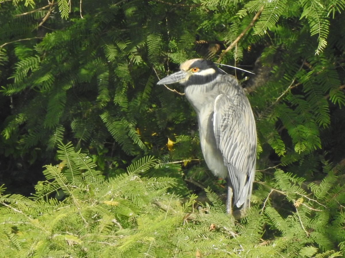 Yellow-crowned Night Heron - Edward Jordan