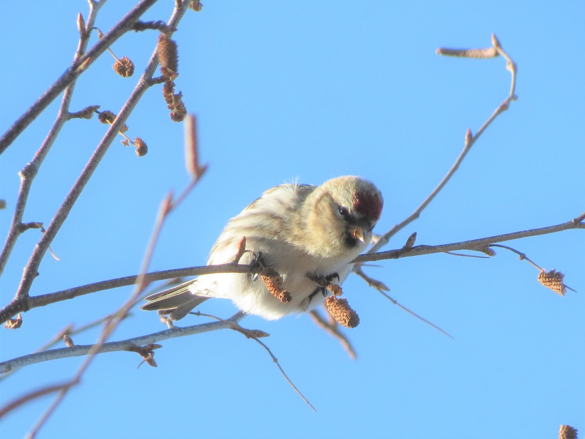 Common Redpoll - ML131281491