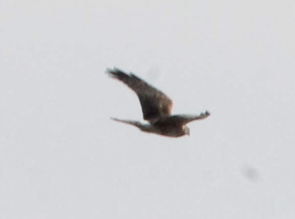 Northern Harrier - ML131283431