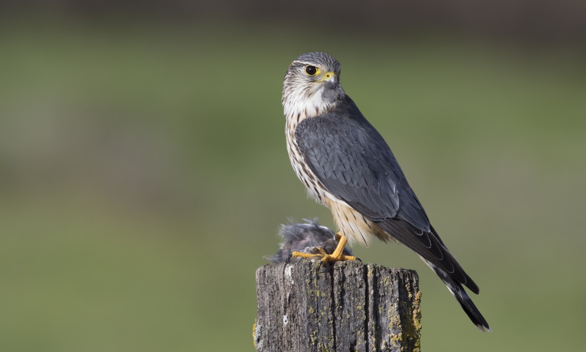 コチョウゲンボウ（columbarius） - ML131284571