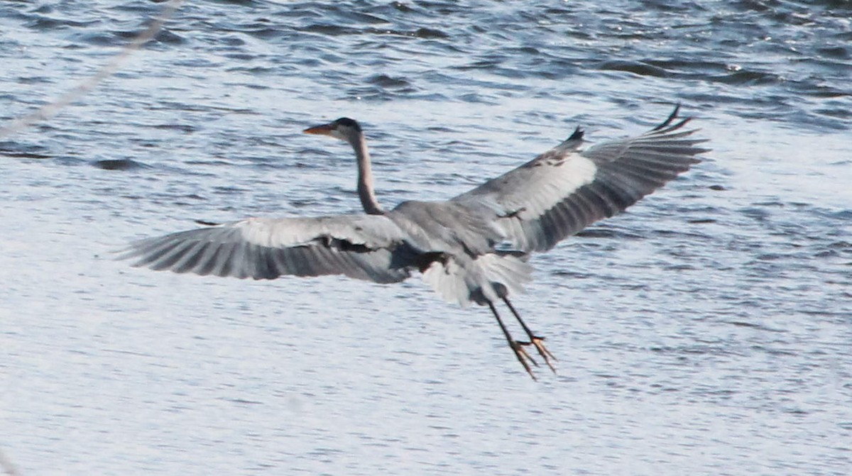 Great Blue Heron - ML131284891