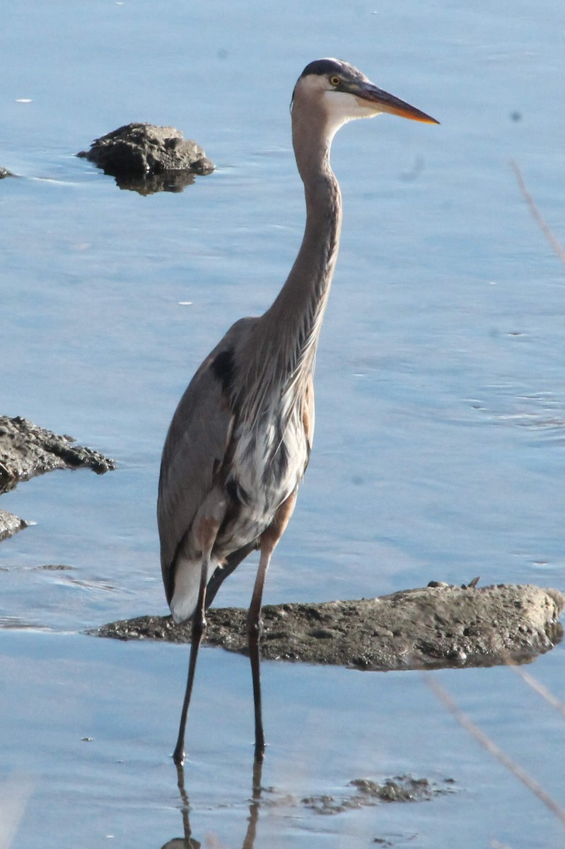 Great Blue Heron - ML131284901