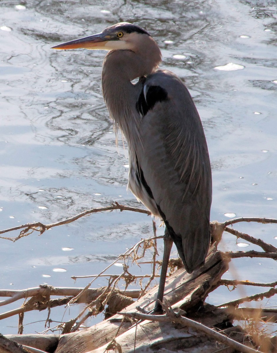 Great Blue Heron - ML131284931