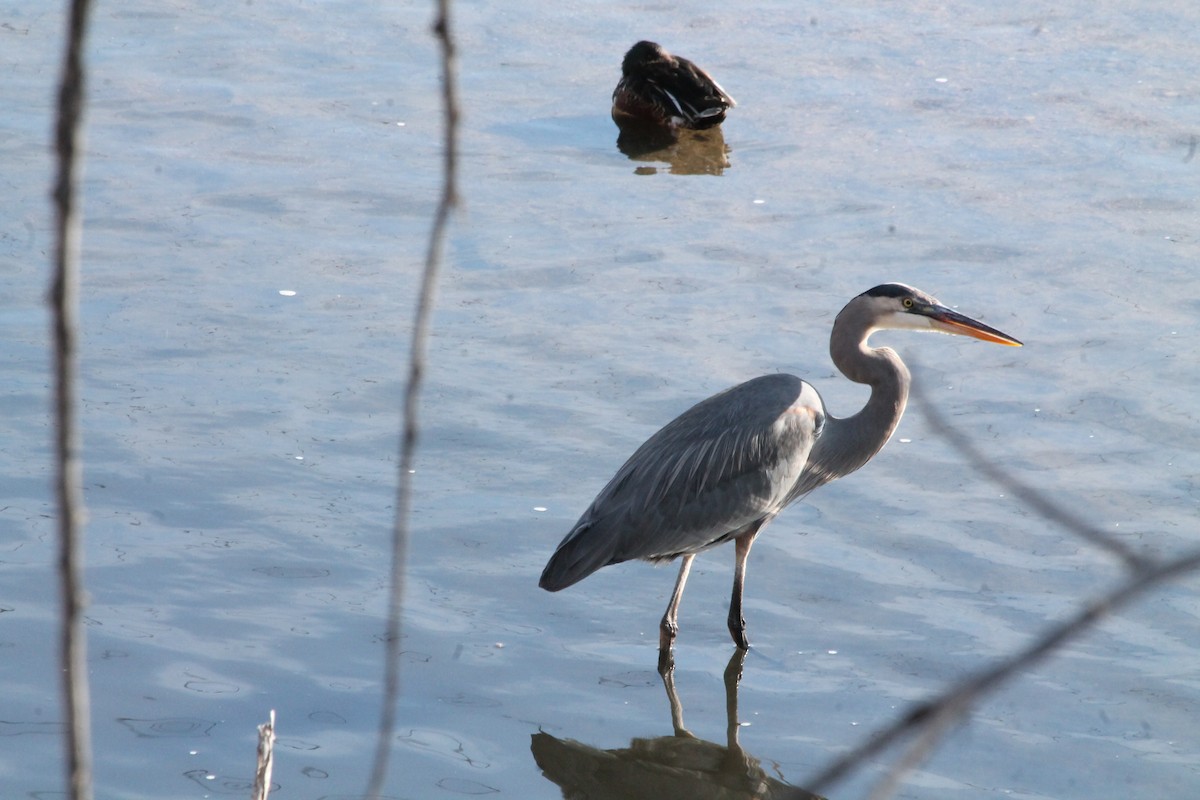 Great Blue Heron - ML131285081