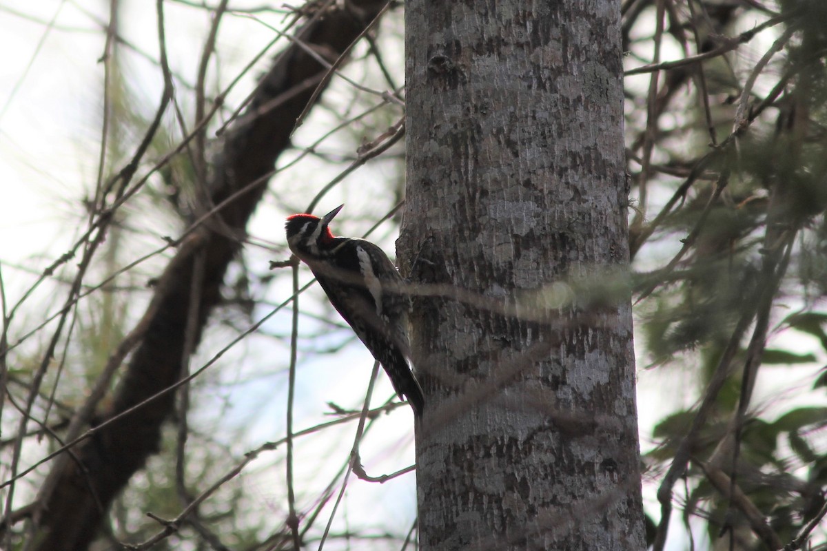 Yellow-bellied Sapsucker - ML131286281